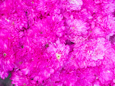 Beautiful Flowers pattern for nature background.の写真素材