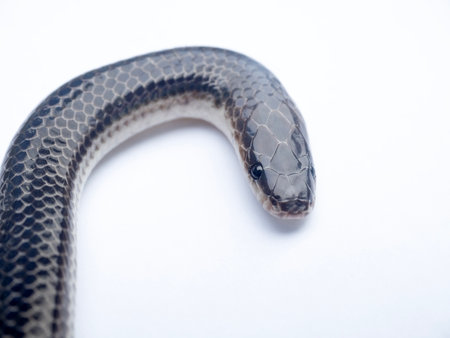 Close up Sunbeam snake on white background.の写真素材