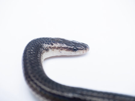 Close up Sunbeam snake on white background.の写真素材