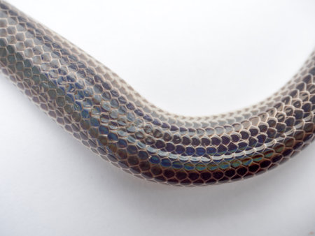 Close up Sunbeam snake on white background.
