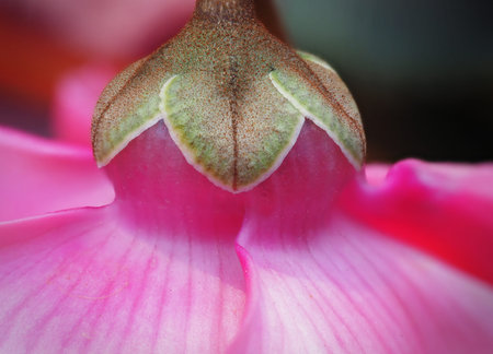 Close up Beautiful Flowers pattern for nature background.