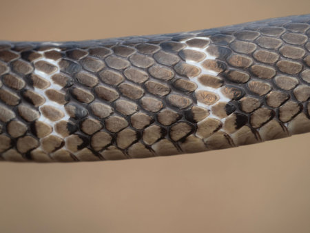 The king cobra, scientifically known as Ophiophagus hannah, is the longest venomous snake in the world.