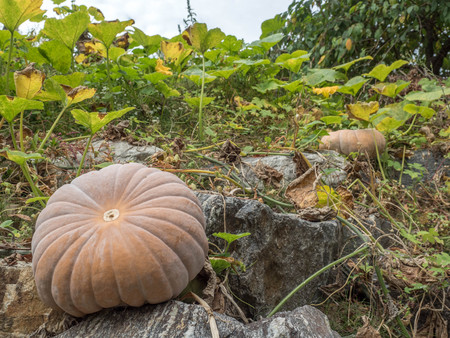 pumkinの写真素材