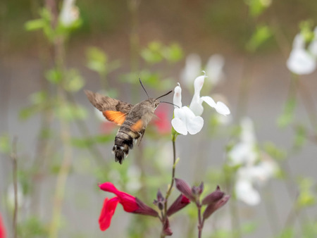 Hummingbird hawk moth with flower