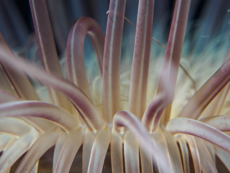 sea anemone