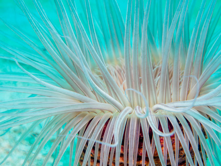 sea anemoneの写真素材