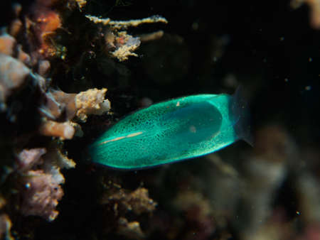 coral