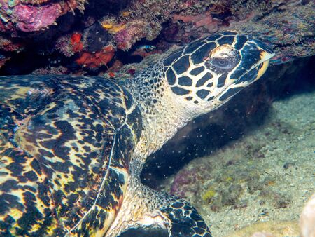 sea turtle
