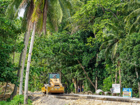 coconut treeの写真素材