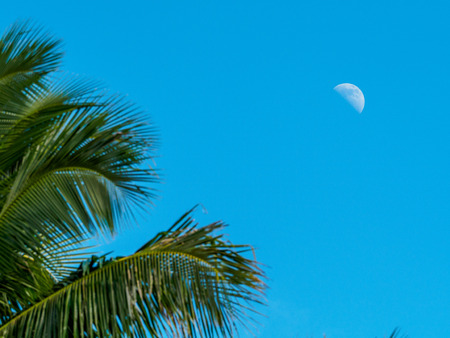 Moon with treeの写真素材