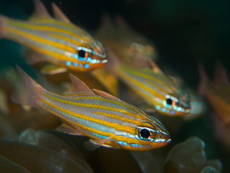 fishの写真素材