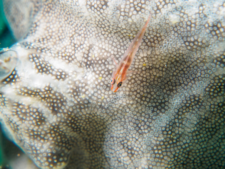 Goby Underwater