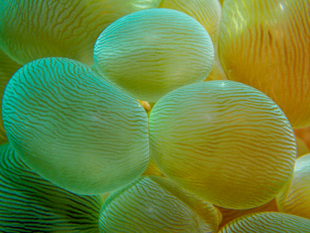 sea anemone patternの写真素材