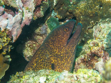 Moray eels