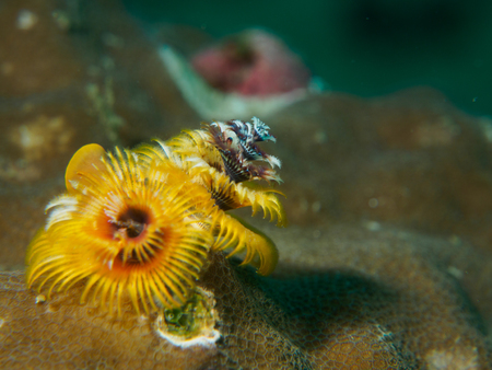 Tree Coralの写真素材