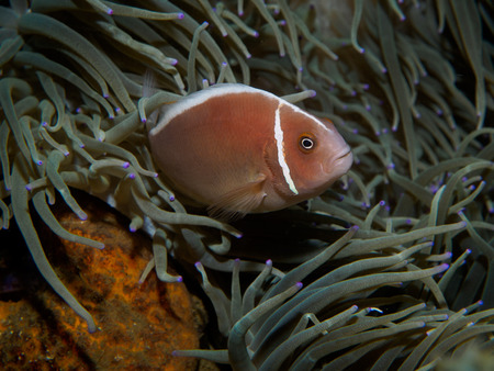 Anemone fishの写真素材