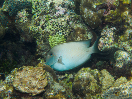 fishの写真素材