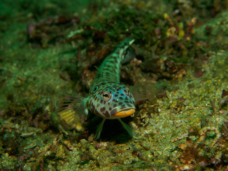 fishの写真素材