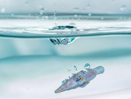 seashell water drop