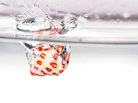 seashell water dropの写真素材