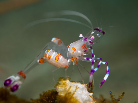 shrimp with sea anemoneの写真素材