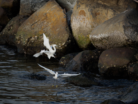 heron on the sea