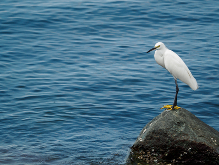 heron on the seaの写真素材