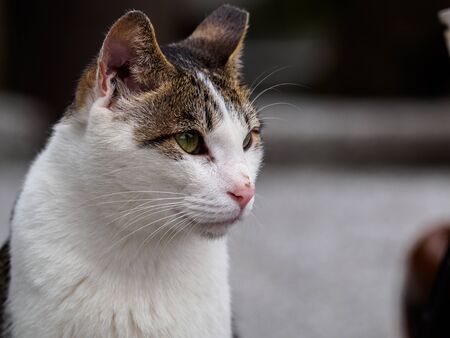 cute cat in the Taiwanの写真素材