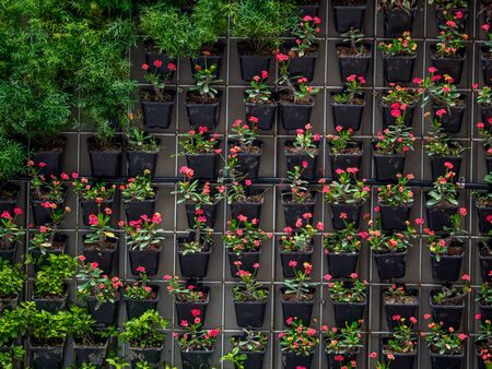 flowers at the wall