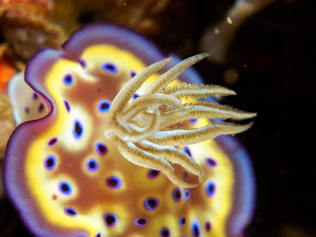 nudibranch at underwater, philippines