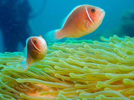 anemone fish at underwater, philippinesの写真素材