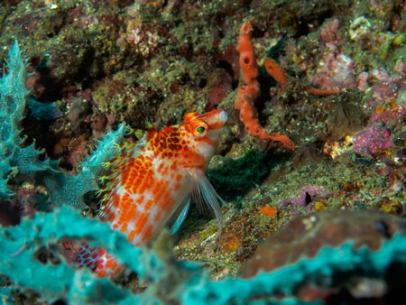 fish at underwater, Philippinesの写真素材