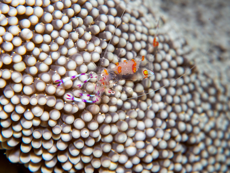 ghost shrimp under the seaの写真素材