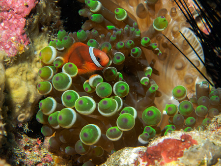anemone fish at underwater, philippinesの写真素材