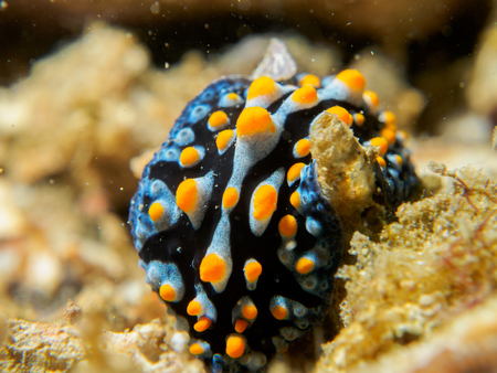nudibranch at underwater, philippinesの写真素材