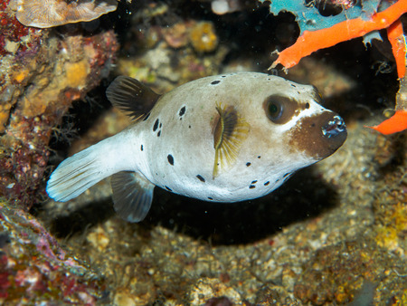 blowfish under the seaの写真素材