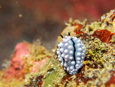 nudibranch at underwater, philippinesの写真素材