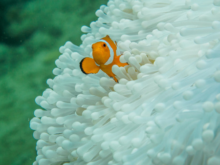 anemone fish at underwater, philippinesの写真素材