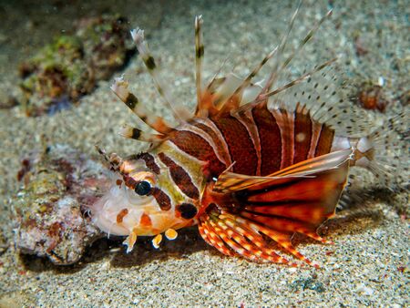 lionfish at underwater, Philippinesの写真素材