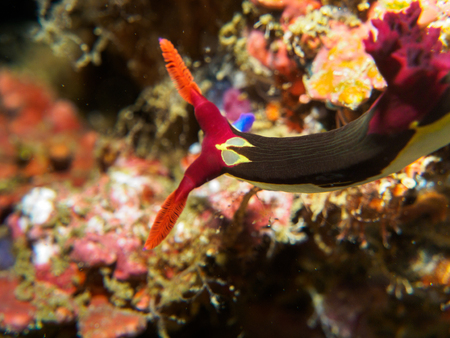 nudibranch at underwater, philippinesの写真素材