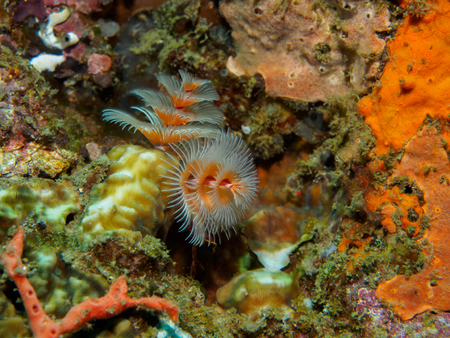 christmas tree worm under the sea
