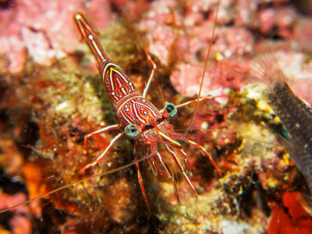 hermit crab under the seaの写真素材