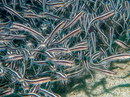 Plotosus lineatus under the seaの写真素材