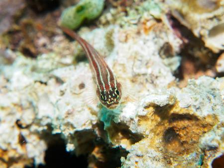 gobyfish under the seaの写真素材