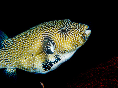 blowfish under the seaの写真素材