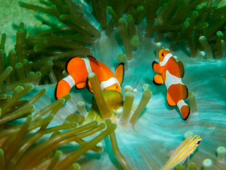 anemone fish at underwater, philippinesの写真素材