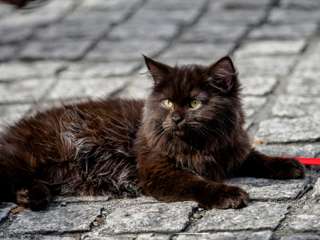 Pet animal Cute Catの写真素材