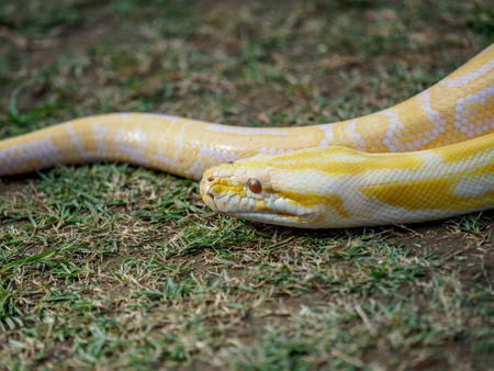 pet animal - yellow snakes