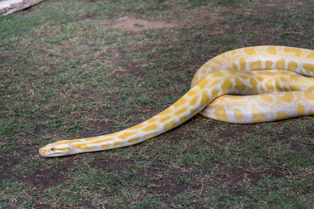 pet animal - yellow snakes