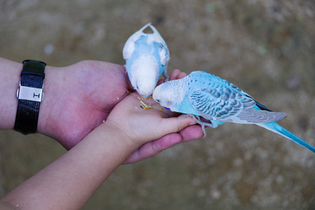 Budgerigar on the handの写真素材